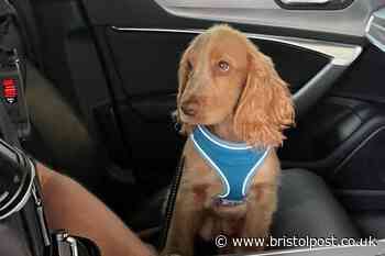 Cocker spaniel puppy looks upset as drink-driving suspect owner spends a night in the cells