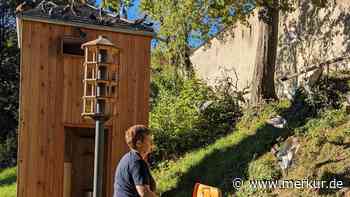 Tauben in der Stadt: „Problem ist menschengemacht“