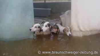 Wasser flutet Hunde-Heim in Griechenland – "Brauchen Futter"