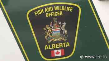 There's a bear in northwest Calgary, Alberta Fish and Wildlife confirm