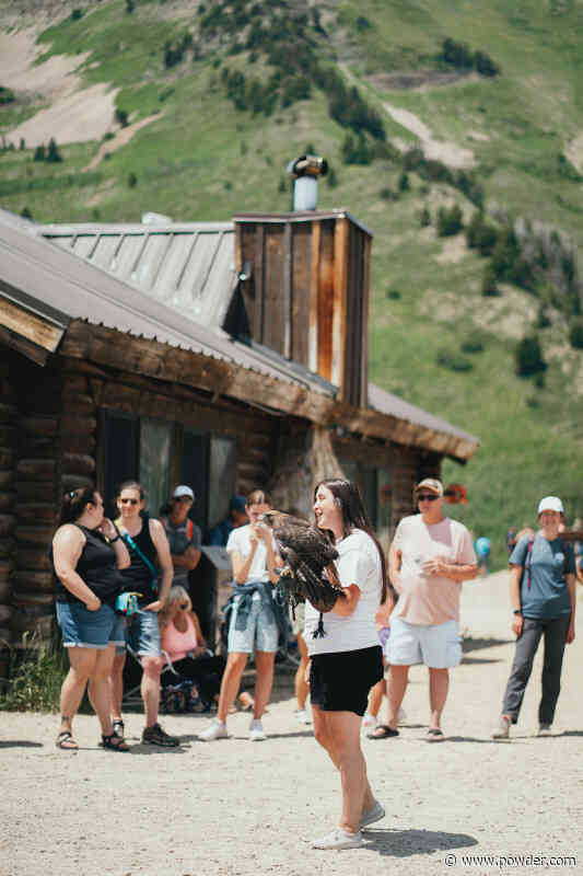 Utah Resort To Release Rehabilitated Great Horned Owls This Upcoming Weekend