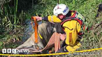 Northamptonshire firefighter wins grant for animal rescue research