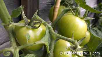 Grow with KARE: Ripen tomatoes faster!