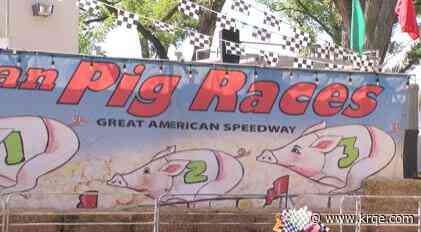 Pig racing takes the spotlight at the New Mexico State Fair