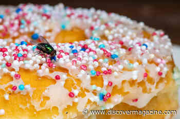 How Do Flies Find Every Stinky Garbage Dumpster? A Biologist Explains Their Sensory Superpower