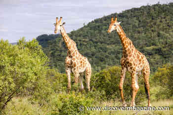 Giraffes Range Across Diverse African Habitats − We’re Using GPS, Satellites And Statistics To Track And Protect Them