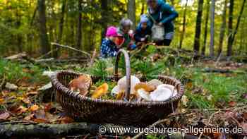 Augsburger Experte warnt vor Apps, die beim Pilze sammeln helfen sollen