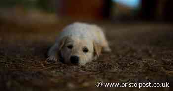 Vet gives five of her top tips for keeping pets cool during hot weather