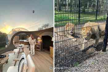 Port Lympne: Sleep under the stars next to lions - a review