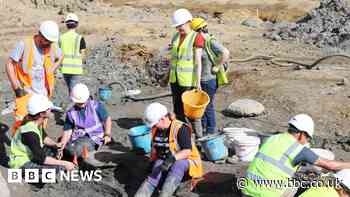 New dig to start in 2024 at mammoth graveyard near Swindon