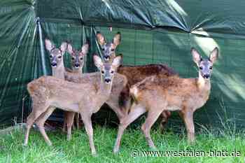 Bianca Reddehase zieht in Stemwede fünf Rehkitze mit der Flasche auf