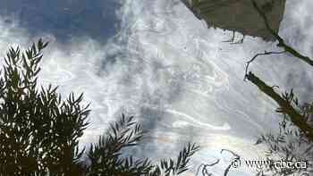 Residents frustrated with cleanup of Etobicoke creeks 1 month after industrial fire