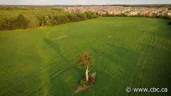 What's a greenbelt supposed to do? Contain growing cities and preserve the nature that protects them