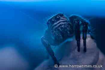 Asda £1.45 spider season hack to keep spiders out of home