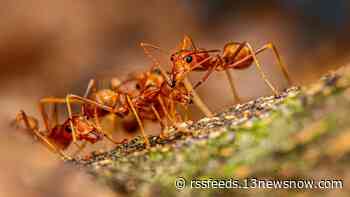 Climate change likely helping invasive fire ants thrive in Virginia