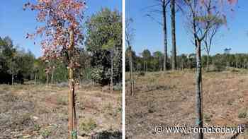 Villa Ada, 100 alberi piantati sono già secchi. Il Campidoglio promette: “Li sostituiamo”