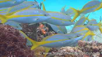 Fast zwei Drittel aller Korallenriffe weltweit überfischt