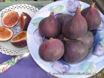Late summer recipe for fig leaf cream by Frances Bissell