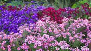 Fünf Dinge, die Sie beim Staudenpflanzen im Herbst beachten müssen 