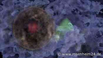 Forschungsteam entdeckt gigantisches kosmisches Fossil