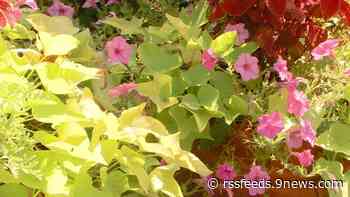 Rob Proctor open day: Tour the garden of the 9NEWS Garden Expert