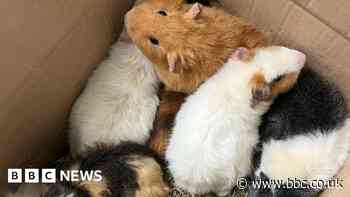 Guinea pigs abandoned in crisp boxes in heatwave