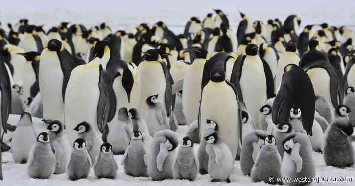 Thousands of Emperor Penguins Killed in an Instant by Powerful Ocean Event