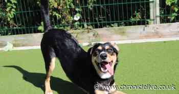 Dogs looking for loving homes after a lonely stay in North East kennels - can you help?