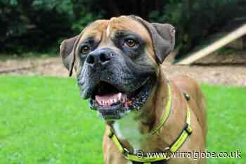 Wirral Globe dog of the week: 'Gentle giant' Bruce