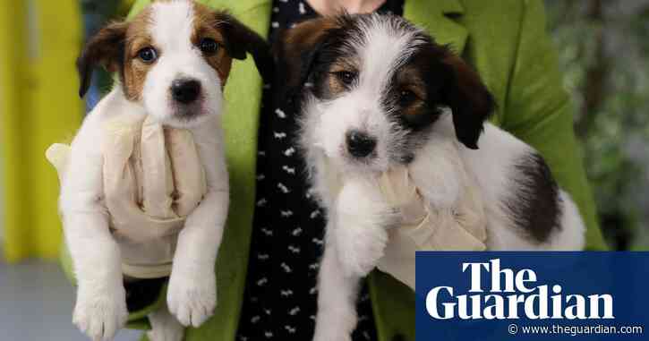 Pet owners: share your experience of using veterinary services in the UK