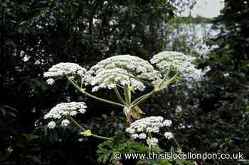 Giant Hogweed: Treating burns, is it dangerous, how to spot