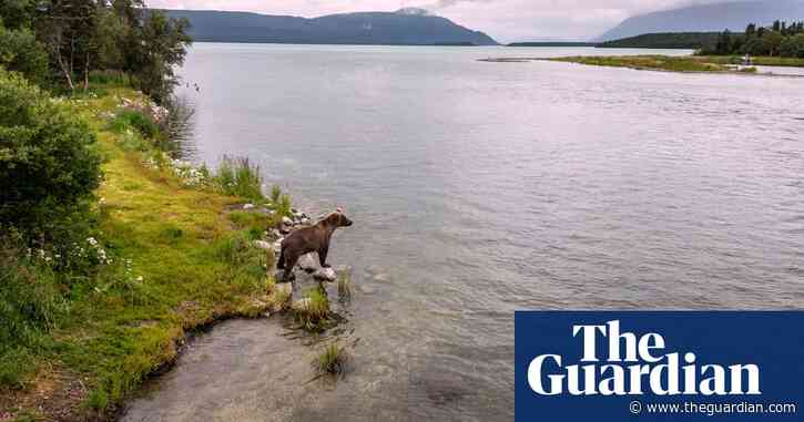 ‘Help me’: fans watching bear camera help save Alaska hiker’s life