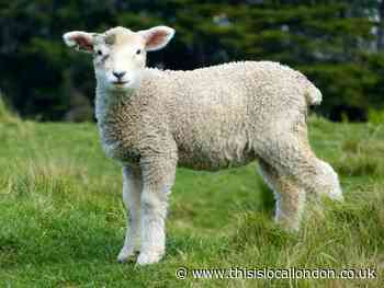 Sheep to graze grass in Hampstead Heath for a week