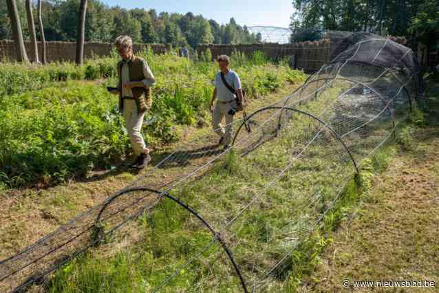 Eeuwenoude eendenkooi in Bornem volledig gerestaureerd: “Vermoedelijk de oudste kooi van Europa”
