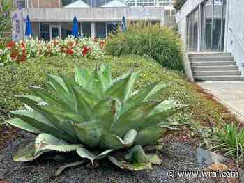 New century plant takes root in WRAL Azalea Garden