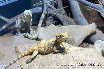 Im Haus der „Mini-Dinos“