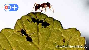 Ameisen-Bekämpfung sorgte für Feuerwehreinsatz in Kiel