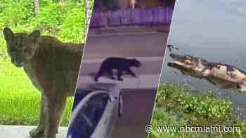 Counting down Florida's top 10 animal encounters of summer 2023