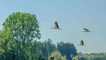 200 Störche auf einem Schlag: Ungewöhnliches Treffen zwischen Markt Schwaben und Forstinning