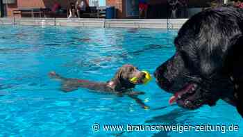 Tierisches Vergnügen beim Hundeschwimmen in Braunschweig