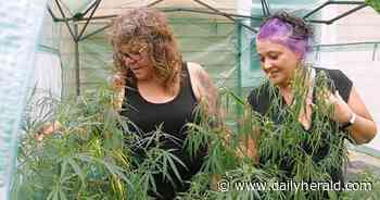 Medical marijuana users push back on McHenry County state's attorney's stance