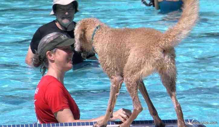 Pets hit the pool for Albuquerque Doggy Paddle event