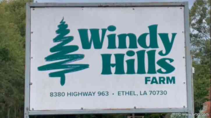 Live Christmas trees may be hard to find come holiday time