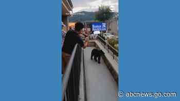 WATCH:  Bear gets 'dangerously close' to people in Tennessee