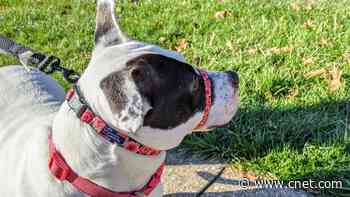 Dog Essentials List: 13 Necessities for New Dog Owners     - CNET