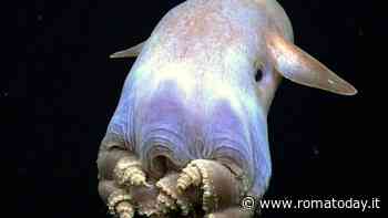 In fondo al mare c’è un animale che ricorda un cartone: alla scoperta del polpo Dumbo