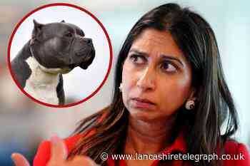 American Bully XL dogs: Suella Braverman looks into UK ban
