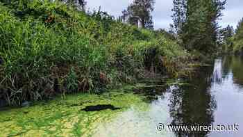 Blue-Green Algae Is Filling Rivers With Toxic Sludge