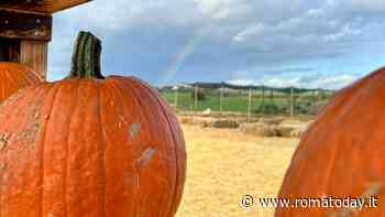 "Fattoria della zucca", campo di zucche in stile americano a Roma Nord