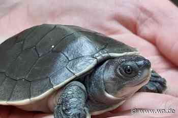 Seltene Schildkröte schlüpft aus dem Ei
